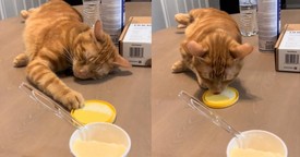 Cat's Hilarious Performance to Snag Some Ice Cream Will Leave You in Stitches