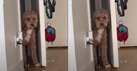 Dog’s Priceless Reaction To 'Being Stuck' in a Closet