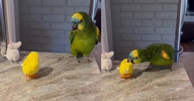 This Bird’s Funny Response to a Toy Is Pure Comedy Gold