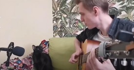 Cat Steals the Show with Its Hilarious Contribution to Musical Performance