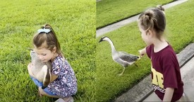 Girl and Lost Goose Form an Unbreakable Bond