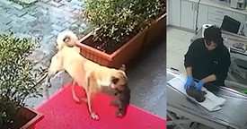 Dog Brings Its Sick Pup to Vet for Lifesaving Medical Attention
