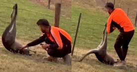 Kindhearted Man Frees Struggling Kangaroo Caught in Fence