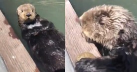 Fisherman Gets an Adorable Surprise as Sea Otter Presents Him with a Gift