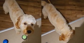 Sweet Pup Knows Exactly How to Ask for What It Wants