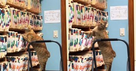 Cat Takes on Office Duties, Hilariously Searching Files Like a Pro