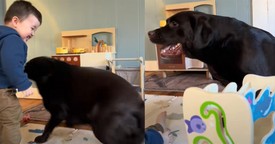 Toddler and Black Lab’s Adorable Bond Melts Hearts