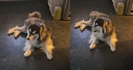 Husky Gets into Adorable Disagreement with Owner