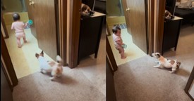 Adorable Chase Between Little One and Pup Melts Hearts Everywhere
