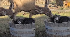 This Deer and Cat’s Unexpected Interaction Is the Sweetest Thing You'll See Today