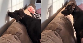 This Pup Takes on Its Shadow in the Cutest Showdown Ever