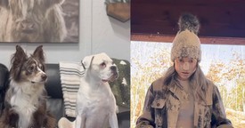 These Dogs Recreate 'Home Alone' in the Funniest Way