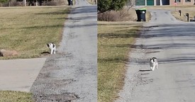Talkative Cat Loudly and Hilariously Protests Owner’s Walk
