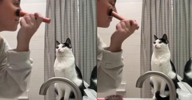 Cat Joins Owner in Getting Ready for the Day in the Funniest Way