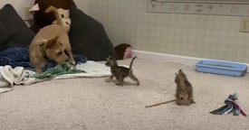 This Pup’s Reaction to Kittens Is Equal Parts Hilarious and Heart-Melting