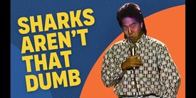 What NOT to Do When You See a Shark | Henry Cho Comedy