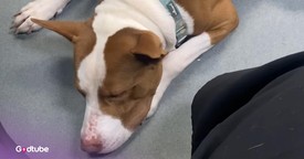 Dog’s Unusual Reaction to Excitement Has Everyone Smiling