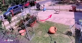 Brave Dog Defends Owner and Foils Frightening Assault