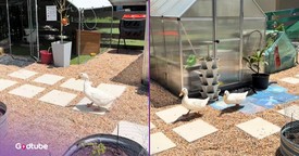 Ducks Separated for Days Have the Sweetest Reunion