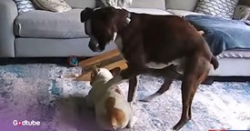 Dog Helps Save Canine Friend During Medical Emergency
