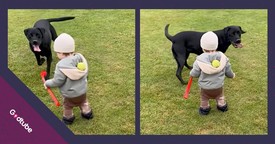 Dog and Toddler’s Playtime Turns into Unexpected Comedy Gold