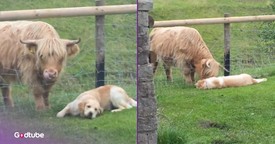 Golden Retriever Has the Best Time with Its New Buddy