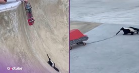 Young Man Frees Skunk from Trouble and What Happens Next Is Comedy Gold