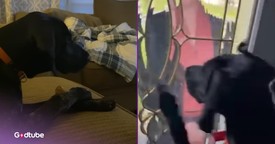 Julie Andrews Has a Four-Legged Superfan and It’s the Cutest Thing Ever