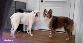 These Two Pups Refuse to Let Their Owner Leave