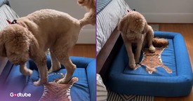 This Pup’s Careful (and Funny) Introduction to His New Bed Is Pure Gold