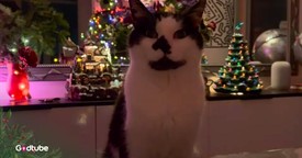 This Hilarious Tune Perfectly Describes the Christmas Season with a Cat