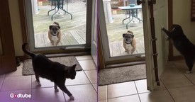 Cat Handles Dog in the Most Unexpected (and Hilarious) Way