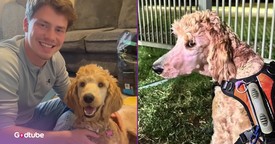 Couple Makes a Selfless Decision to Help an Injured Pup — and It’s Beautiful