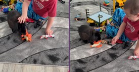 Rabbit Pulls Hilarious WWE Move on Toy