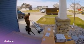 UPS Driver Jumped into Action to Corral an Escaped Dog