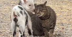 This Adorable Moment Between a Cat and a Baby Goat Is Almost Too Cute