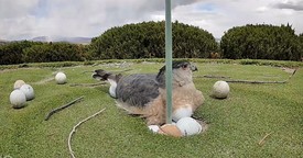 Hawk Determined to Protect Its Eggs, There's Just One Problem