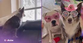 When The Owner's Away, These Dogs Will Play