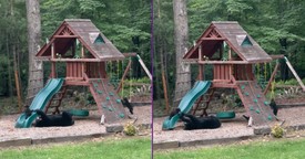 Family of Bears Take Over the Playground, and It's Adorable