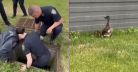 NYPD Officers Rescue Eleven Ducklings From Storm Drain At Police Academy