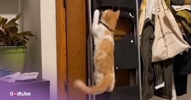 Cat Loves Climbing — and Apparently Also Enjoys Stealing
