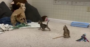 This Pup’s Reaction to Kittens Is Equal Parts Hilarious and Heart-Melting