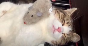 Cat’s Hilariously Chill Reaction to Classical Music Has Everyone Laughing