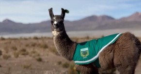 Llama Joins the Force! Chilean Police Station Adds Furry New Recruit