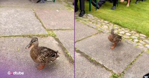 Bride Upstaged by Adorable Duck Guest Who Marches Right Down the Aisle