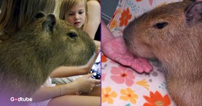 Florida Café Charms Visitors with Its Adorable Residents