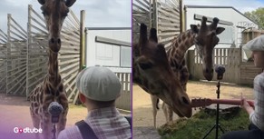 Ed Sheeran Cover Draws Adorable and Unexpected Audience Members