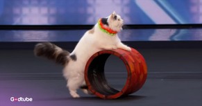This AGT Cat Performance Is Absolutely Purr-fect