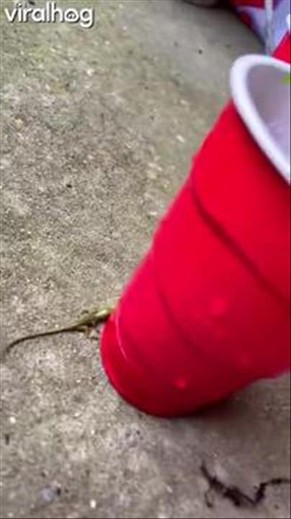 Unexpected Lizards Bursts Out Of Egg