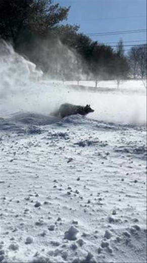 He Thinks the Snow Blower Is His Personal Snow Machine
